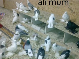 MALATYA PAÇALI GÜVERCİNLER...2....