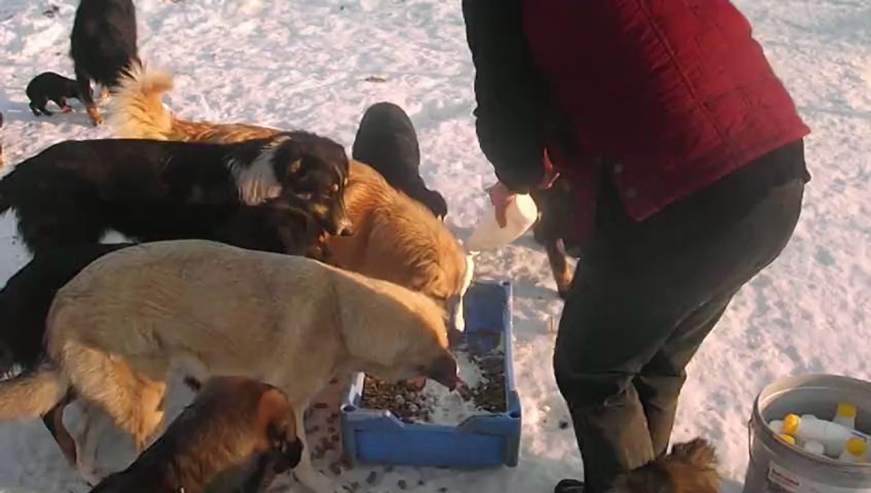 VILLE SHELTER
