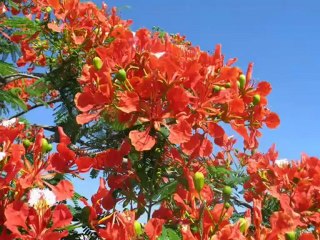 Bangla Flowers