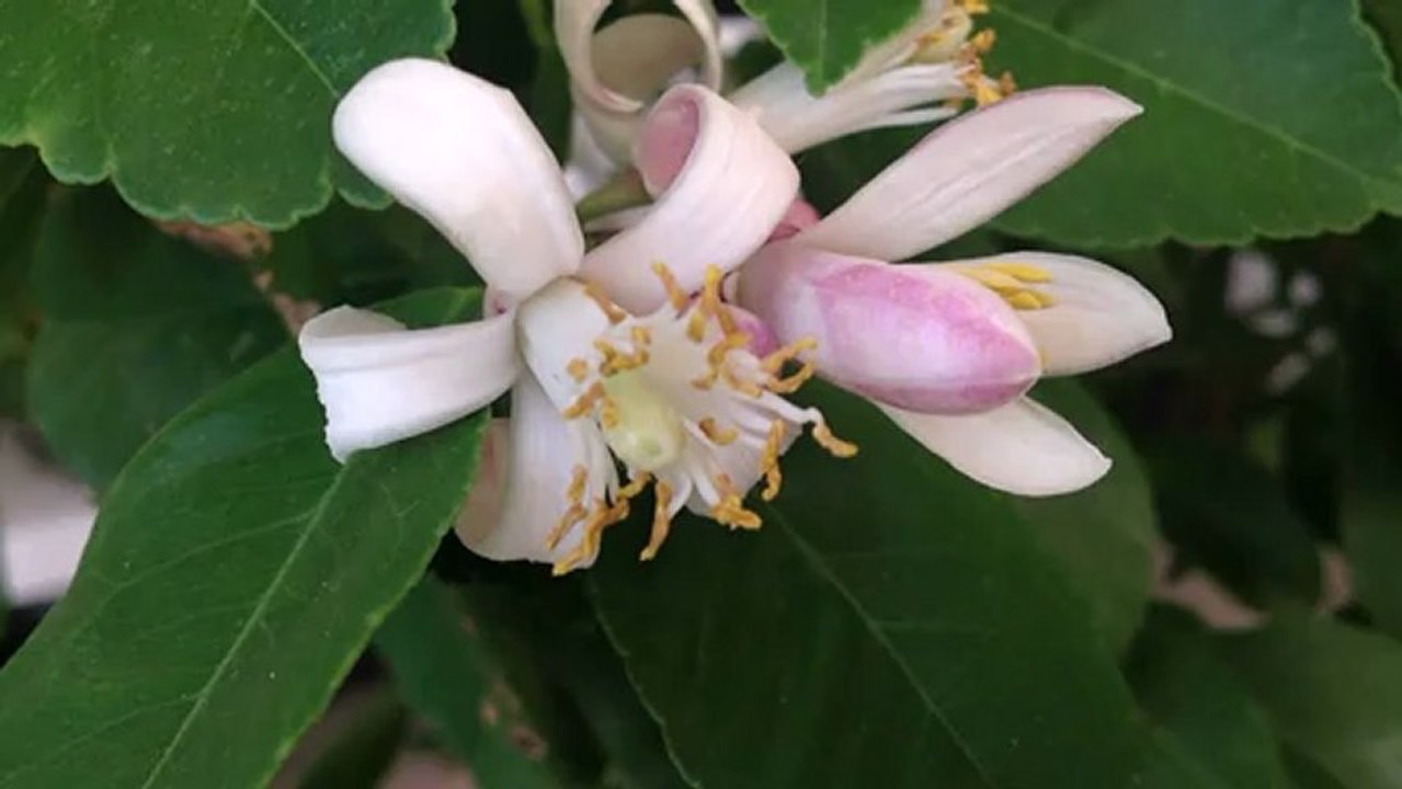 Citronnier des 4 saisons : floraison