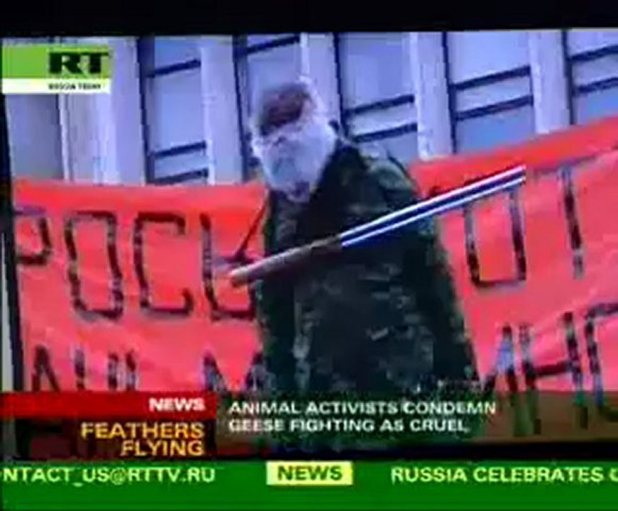 Feathers ruffled by Geese fighting