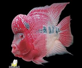 Chuyên Sửa Chữa Nhà Quận 1 HCM (call 0936 890 585 )