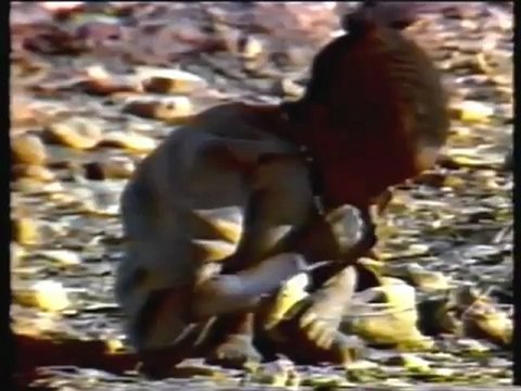 The World Tomorrow- Herbert W Armstrong [ A Voice Cries out in China Part 2]