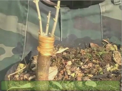 olivo bonsai - innesto a corona parte 3