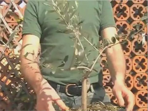 bonsai olivo - innesto a corona parte 1