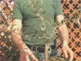 bonsai olivo - innesto a corona parte 1
