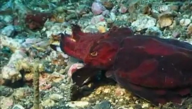 [mix]동물의 세계.121231.이상한 바다의 기이한 생명체들2.HDTV.XviD-KOR