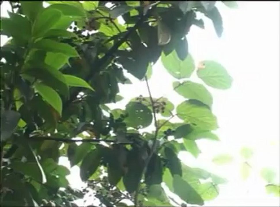 Gel Sar Beni (Selçuk Balcı)