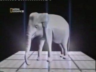 Autopsia a un elefante: La trompa