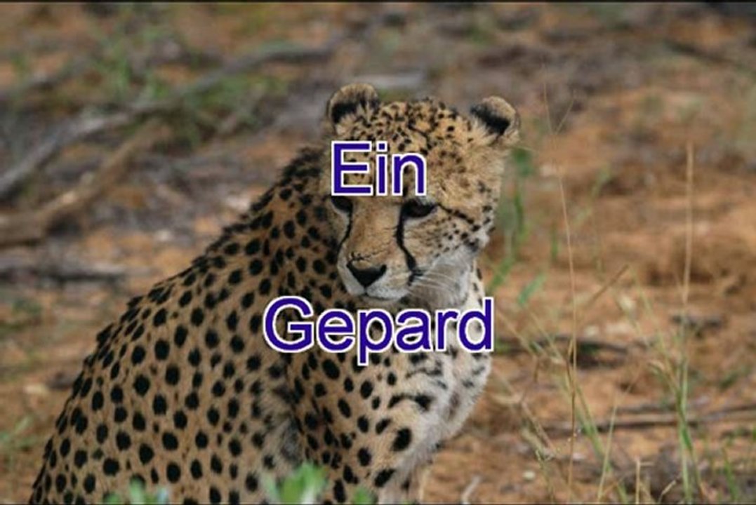 Der Gepard