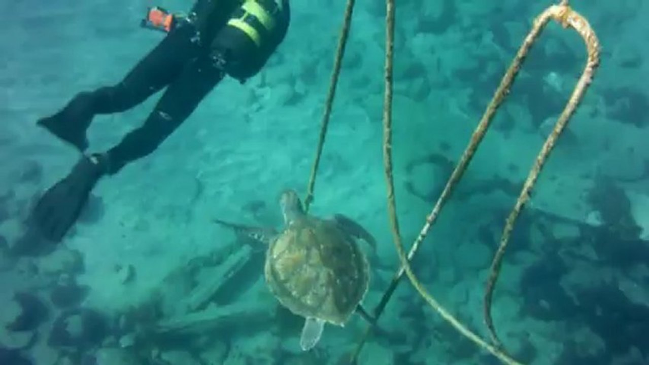 nage avec les tortues