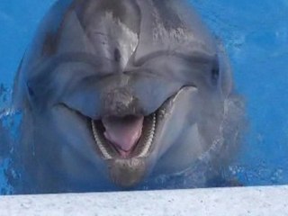 Ukrainian dolphin trained to crawl on flat surface