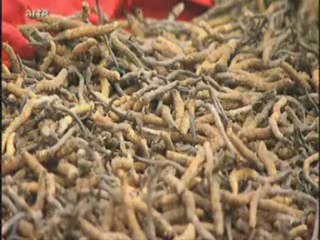 Le Cordyceps ou l'Or Brun