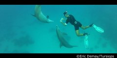 Nager avec les dauphins en mer rouge