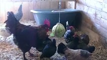 Mes poules au CANADA