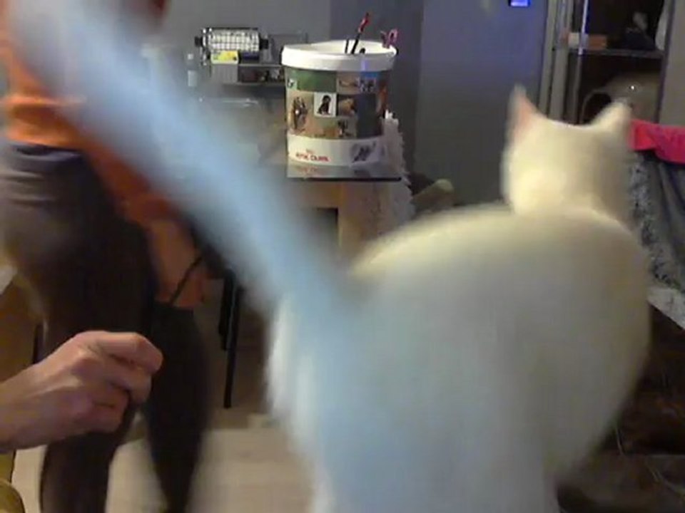 Mon chat ZEUS en chasse