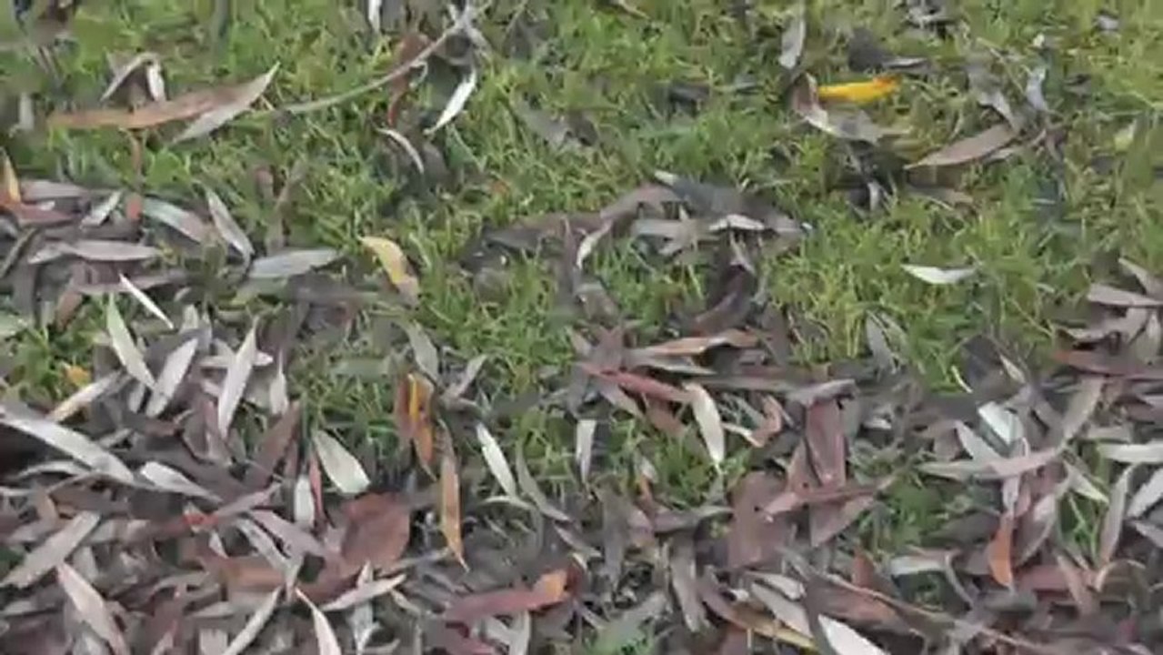 La guerre des canards
