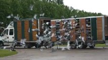 Lâcher de Pigeons Voyageurs à Falaise