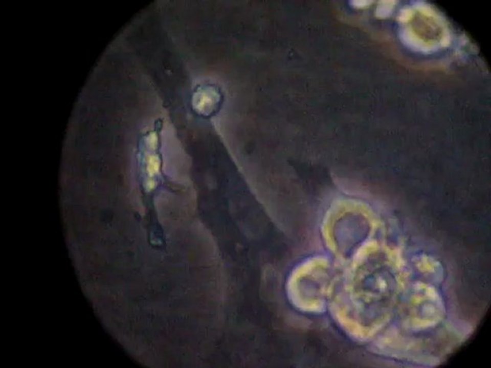 cardiomyocytes 4