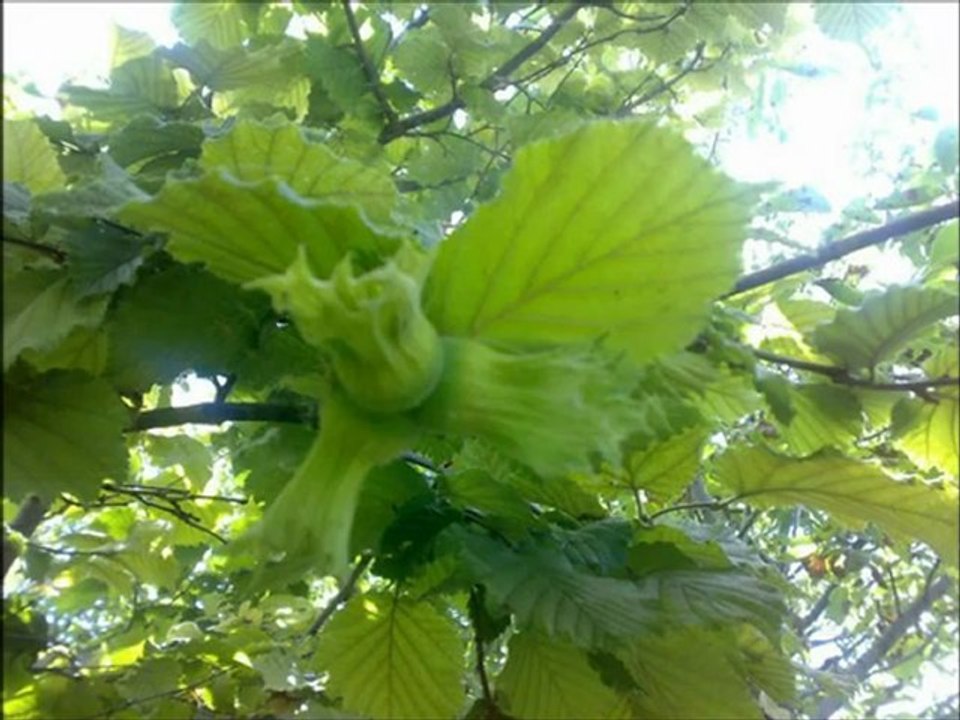 Sivas - Akıncılar - BallıDere Köyü - sivashaber.com.tr