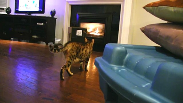 Cats are so Predictable Rumble Sits on a Box Linus Cat Tips
