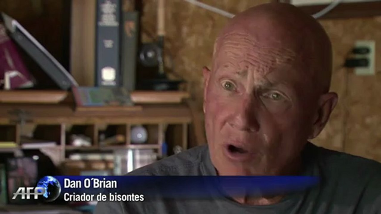 El regreso de los búfalos