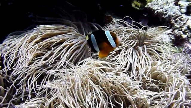 Plongées à Bali septembre 2012