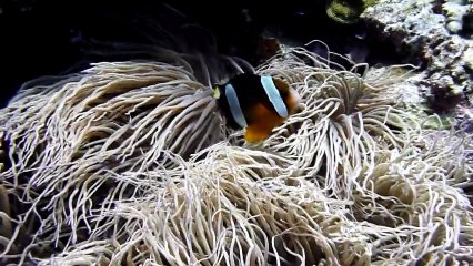 Plongées à Bali septembre 2012