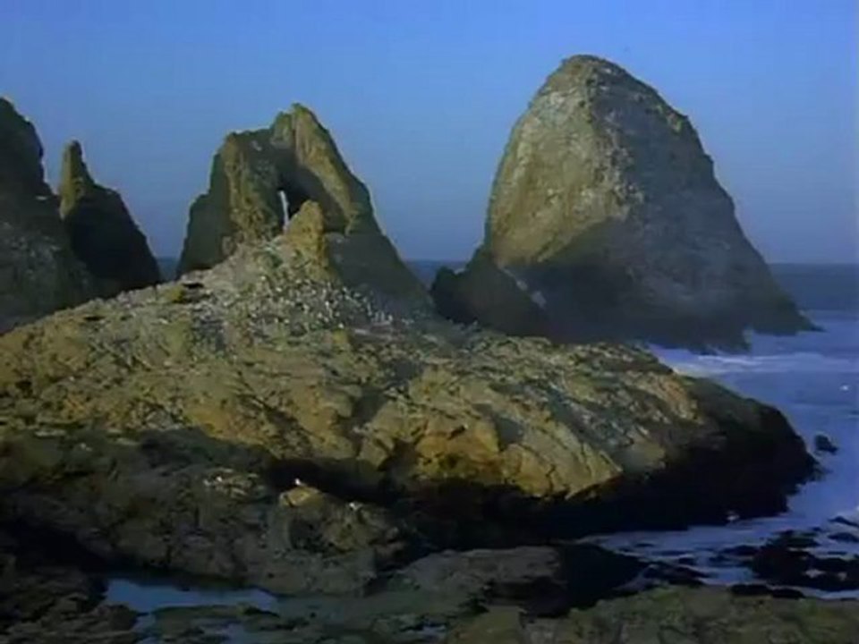 Beyaz Köpek Balığı (Great White Shark)