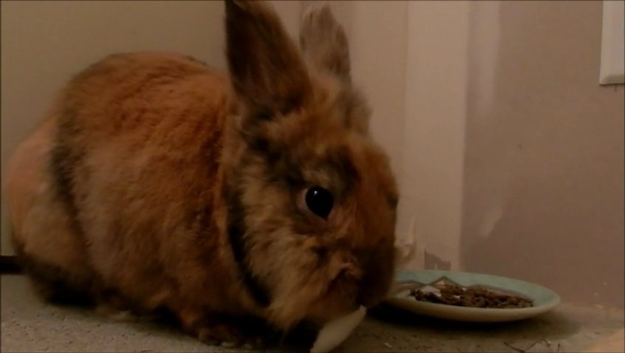 Plus q'un simple lapin