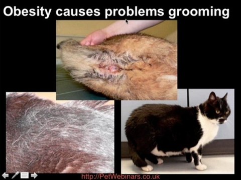 Obesity in Pets Part 2