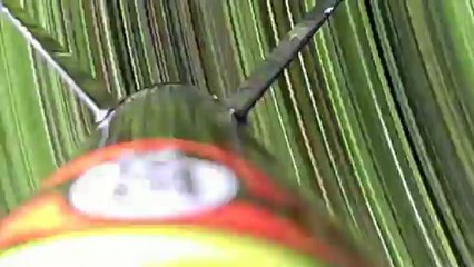 estes rocket amazon flight 2013