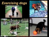 Obesity in Pets Part 3