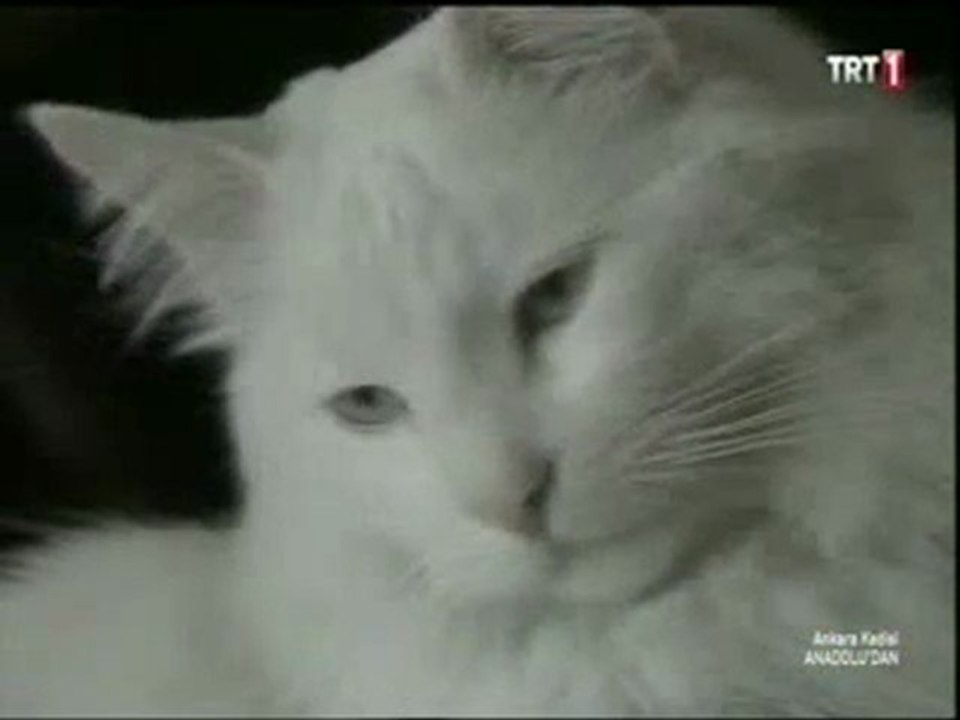 angora