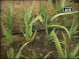 Aloe Vera Distillation Unit inaugurated in Nagaland.mp4