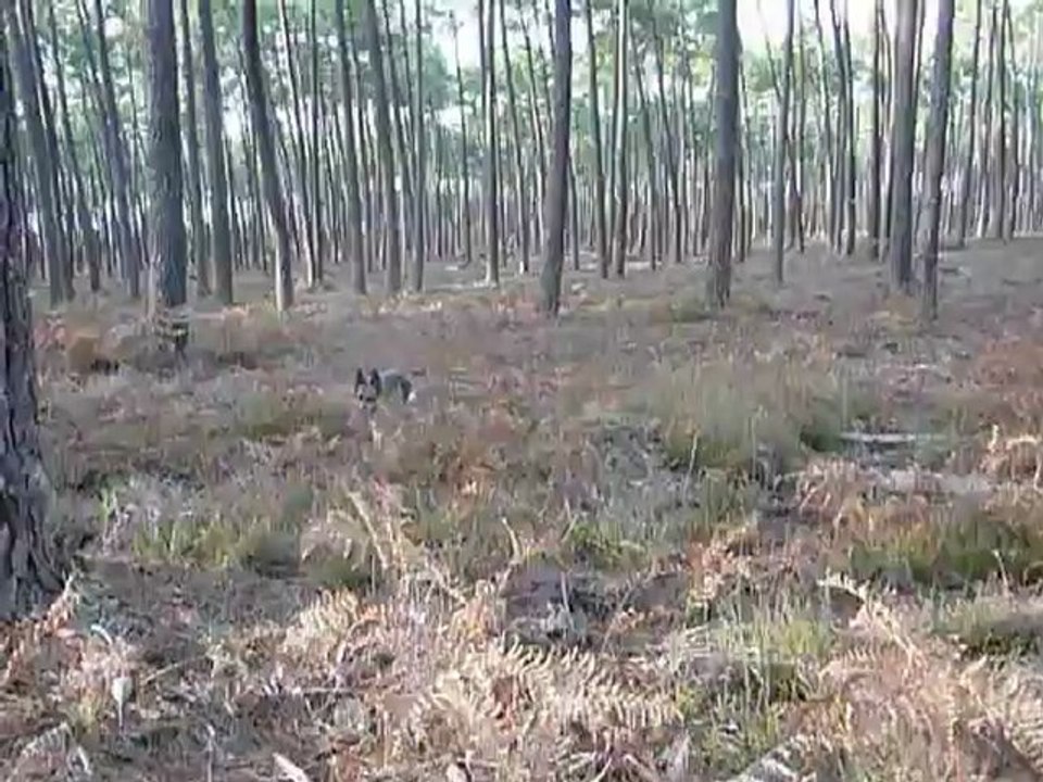 Dans les bois