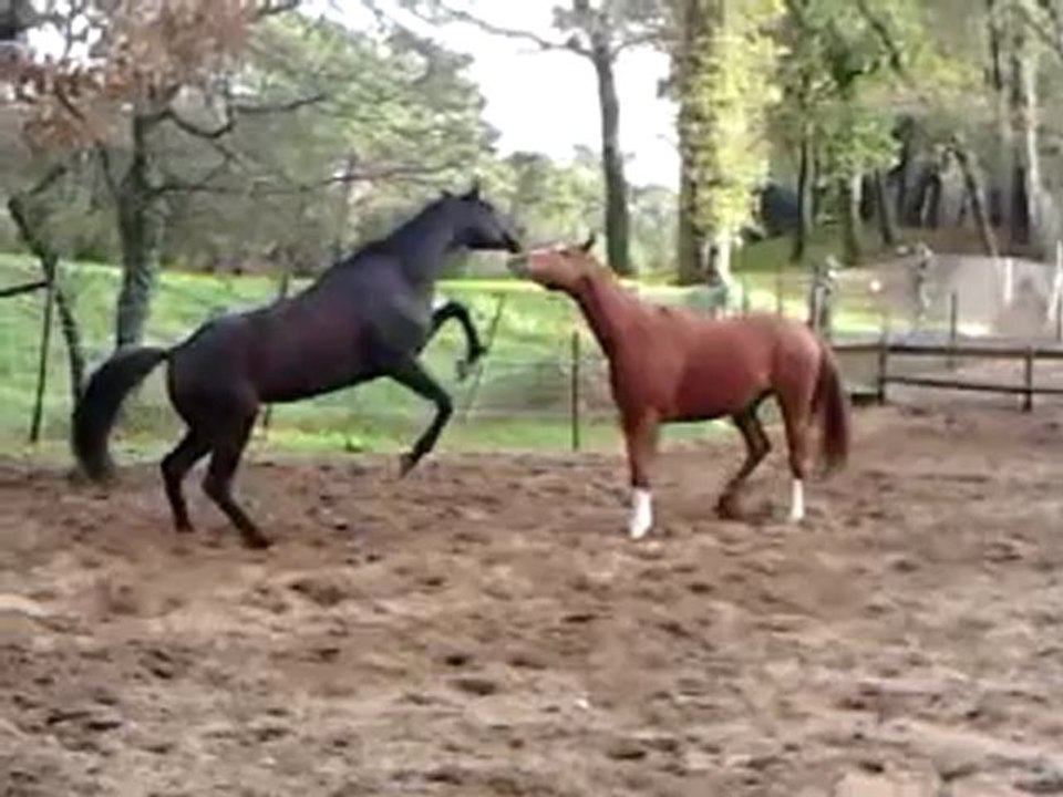 Petite dispute entre chevaux