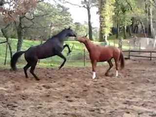 Petite dispute entre chevaux