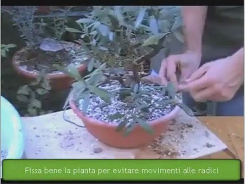ulivo bonsai - distacco margotta di olivo parte 2