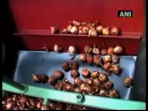 Bulbs of flowers from Holland now being grown in India.mp4