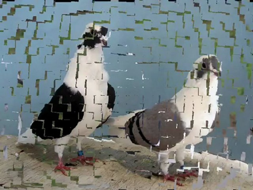 GÜLLÜ FİLO GÜVERCİNLERİ - www.guvercinurfa.com www.guvercinrehberi.com