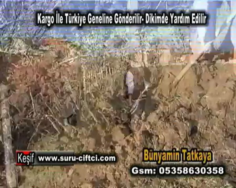 Çelme Tohumluk Ceviz Üretimi Bünyamin Tatkaya 05358630358