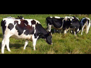 BURDUR VE CEVRESİNDEKİ ÇİFTLİKLERİMİZDEN 1. SINIF HOLSTAİN GEBE DÜVELER