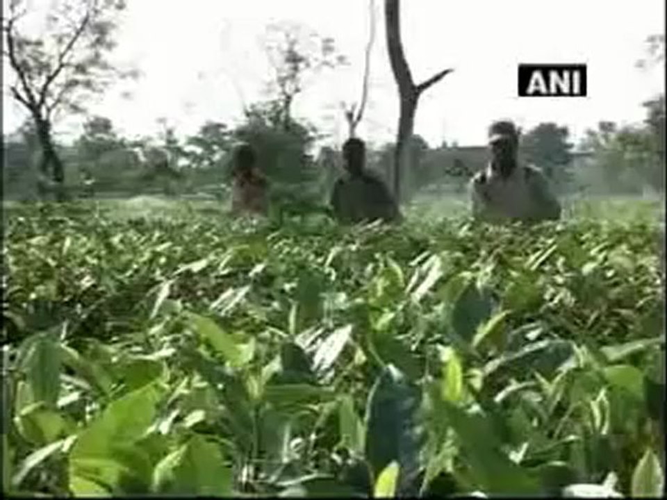 Indian tea exporters optimistic about export boom.mp4