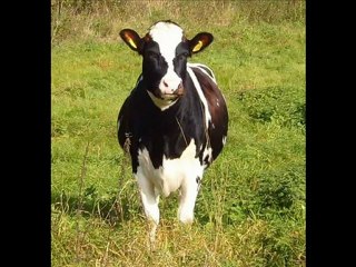 BURDUR VE CEVRESİNDEKİ ÇİFTLİKLERİMİZDEN 1. SINIF HOLSTAİN GEBE DÜVELER