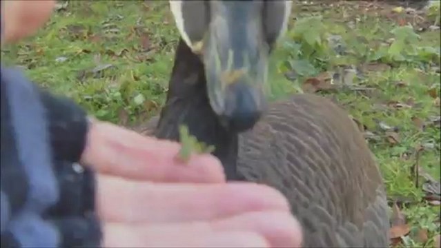 Les oies bernaches à bergerac