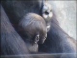 Bebé gorila con 10 semanas de vida (Bioparc Valencia)