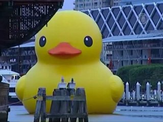 Залив Сиднея превратился в ванну для мегаутёнка