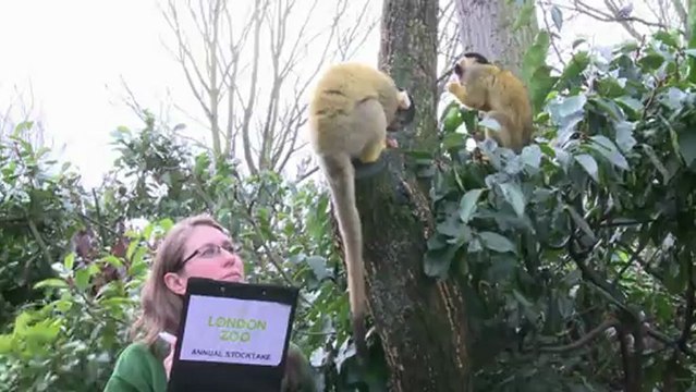 Contagem de bichos no zoológico de Londres