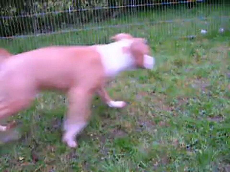 vidéo du 04.01.13 des 2 mâles...